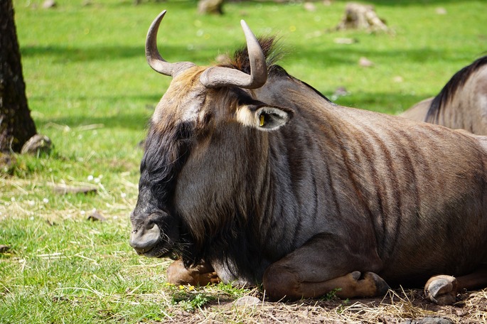 Um pequeno animal com um grande número de pequenos objetos em cima dele.